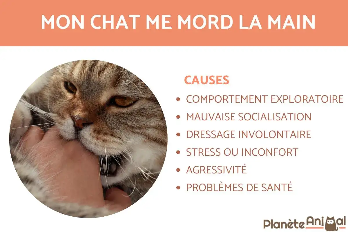 Un chaton qui mord la main, explorant son environnement. Causes : comportement exploratoire, mauvaise socialisation, dressage involontaire, stress, agressivité, problèmes de santé.