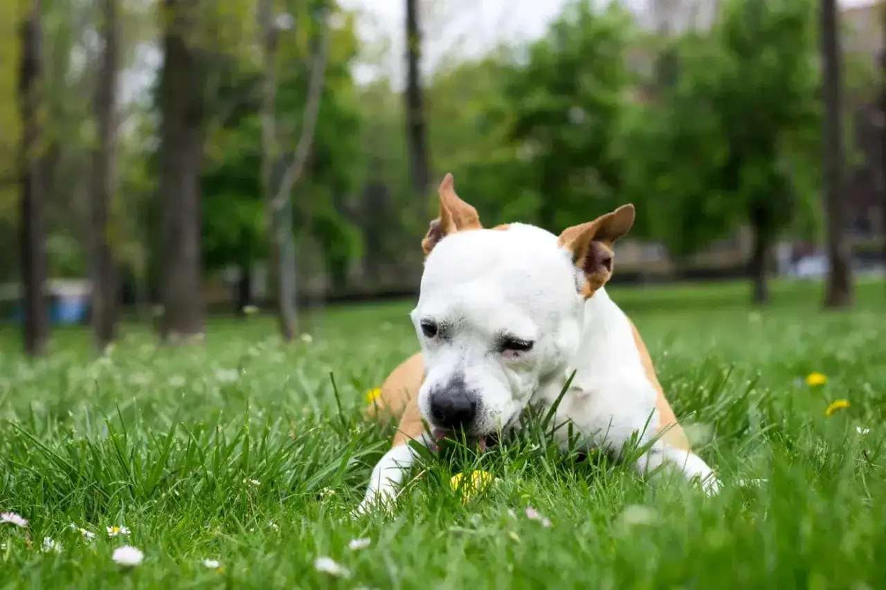 Mon chien mange de l'herbe dans un parc verdoyant, profitant d'une journée ensoleillée.