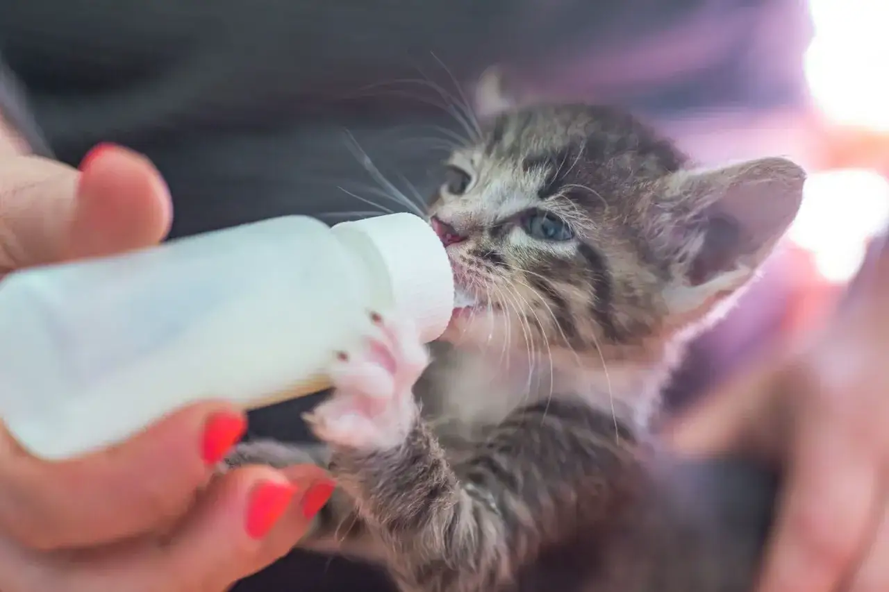 Un chaton tigr&eacute;, orphelin, boit au biberon. Ses petites pattes agrippent le contenant, signe de son sevrage chaton abandonn&eacute; r&eacute;ussi gr&acirc;ce &agrave; des soins attentifs.