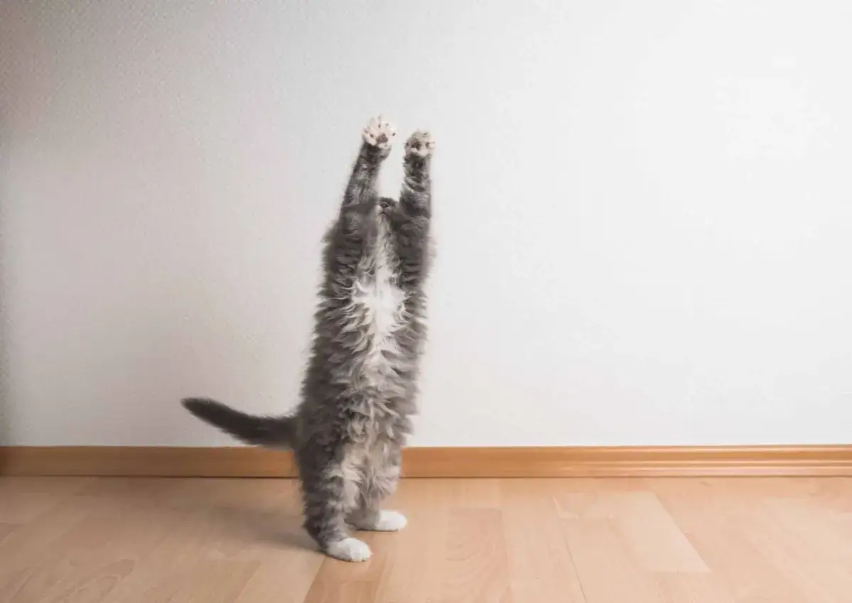 Un chaton gris se dresse sur ses pattes arrière, les pattes avant levées, comme s'il voulait attraper quelque chose.