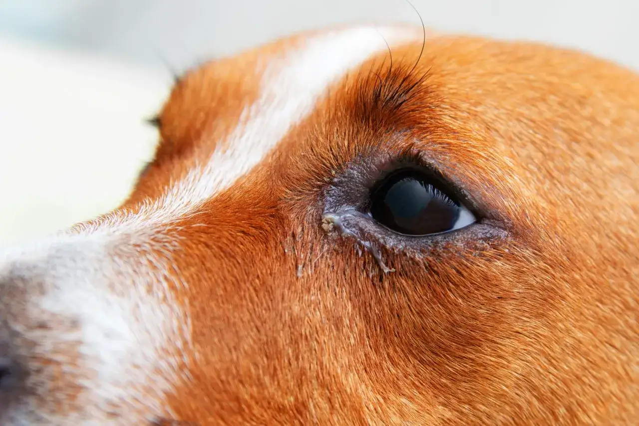Gros plan sur l'œil d'un chien qui pleure, avec des larmes et des sécrétions visibles.