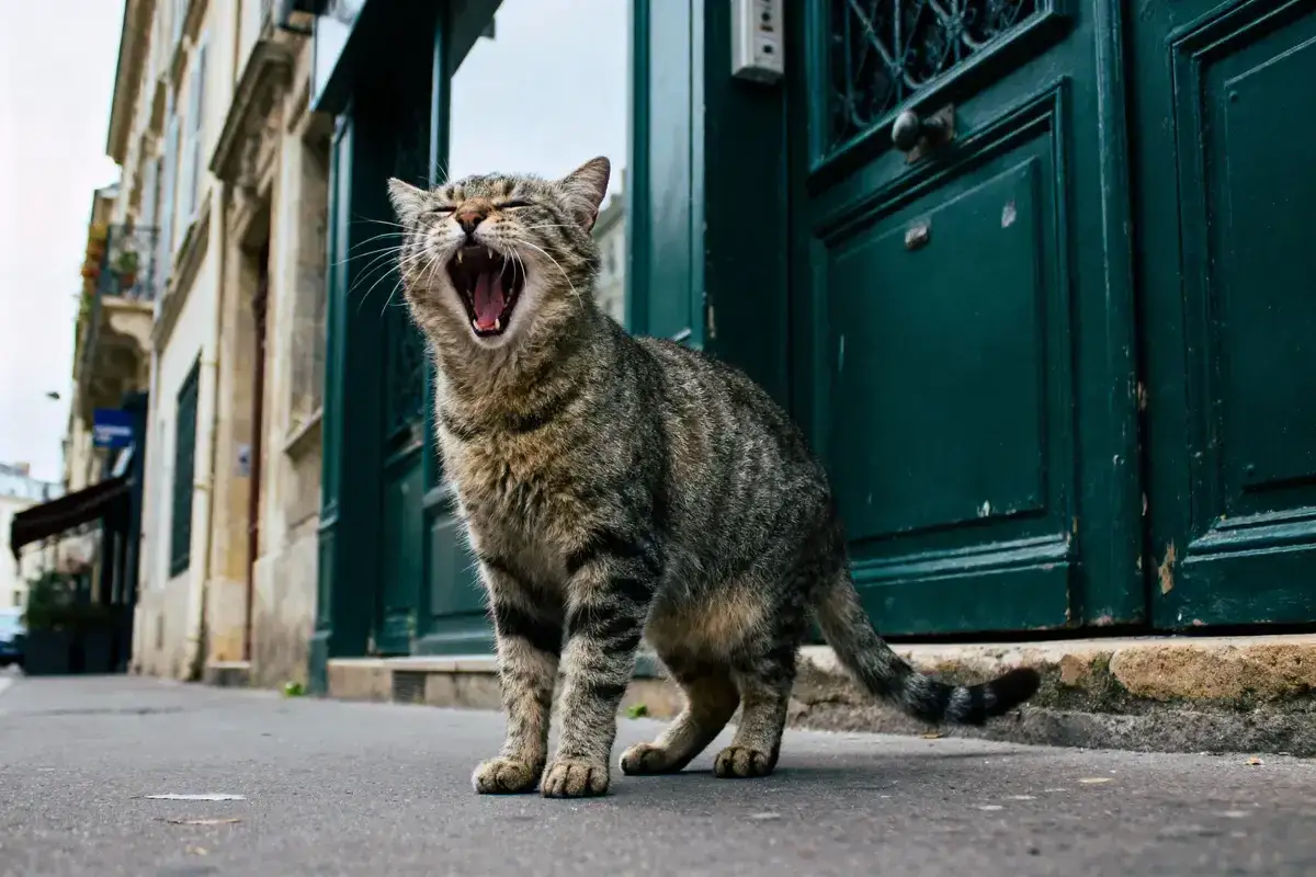 Un vieux chat tigré miaule fort, la gueule grande ouverte, devant une porte verte dans une rue pavée.