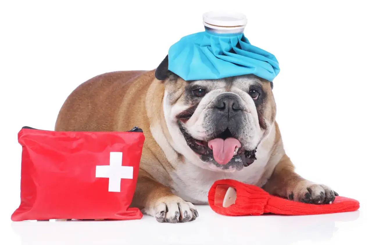 Bouledogue avec poche de glace sur la tête, trousse de secours rouge et bouillotte. Il semble se remettre d'une morsure de chien.