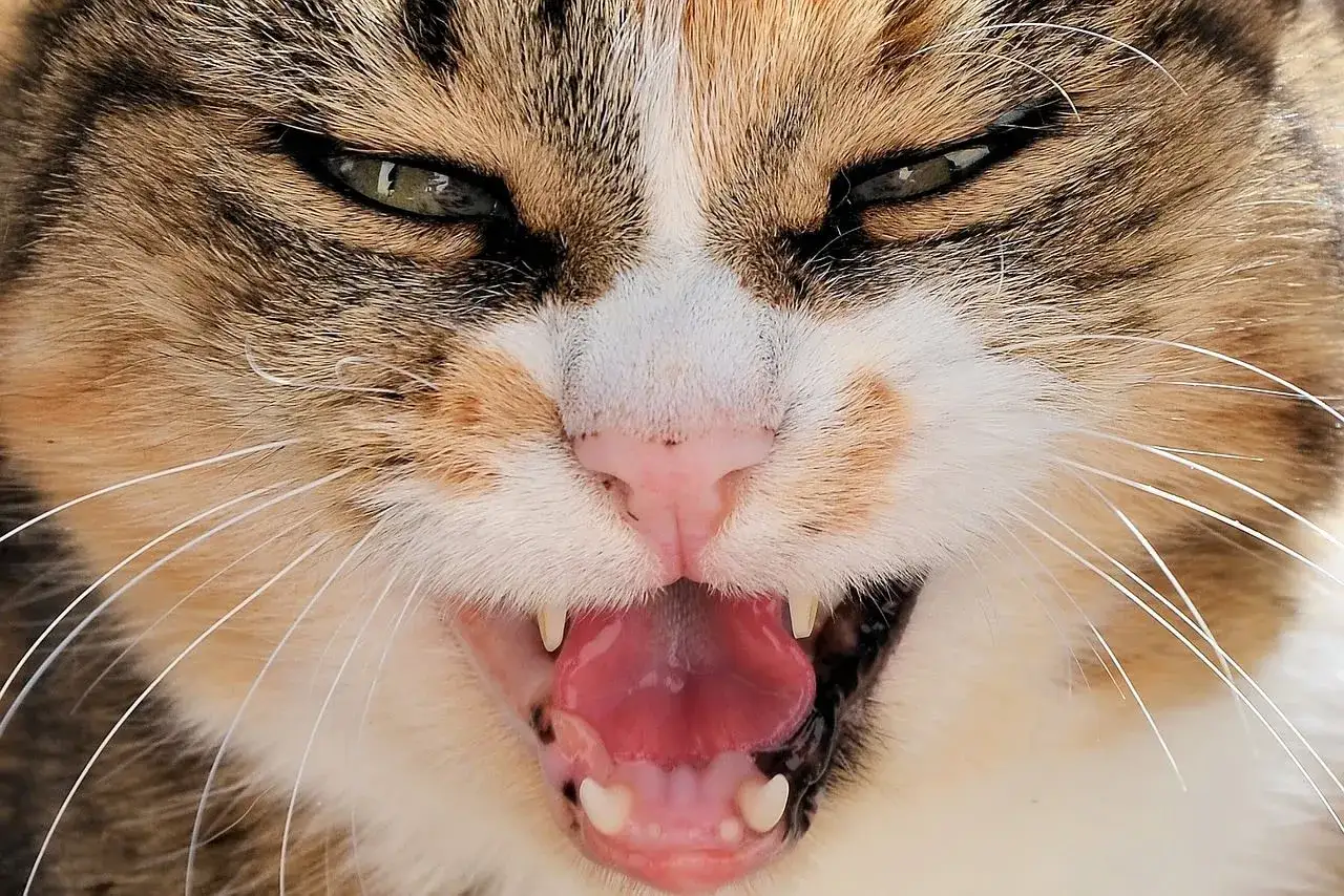 Gros plan sur un chat aux yeux verts perçants, gueule ouverte montrant ses crocs. Une image qui fait réfléchir sur comment punir un chat qui attaque.