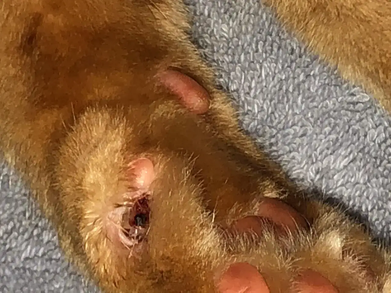 Plaie ouverte sur la patte d'un chat, montrant une griffe arrach&eacute;e et des tissus endommag&eacute;s.
