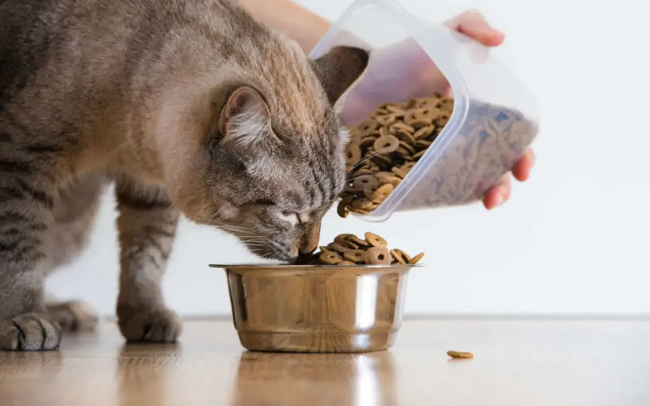 Un chat tigr&eacute; savoure sa gamelle remplie de croquettes. Une main verse de la nourriture pour une alimentation mixte chat &eacute;quilibr&eacute;e.
