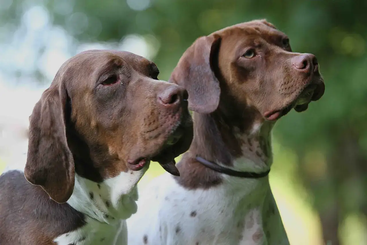Deux chiens braques, l'un &agrave; gauche, l'autre &agrave; droite, regardent attentivement vers l'horizon.