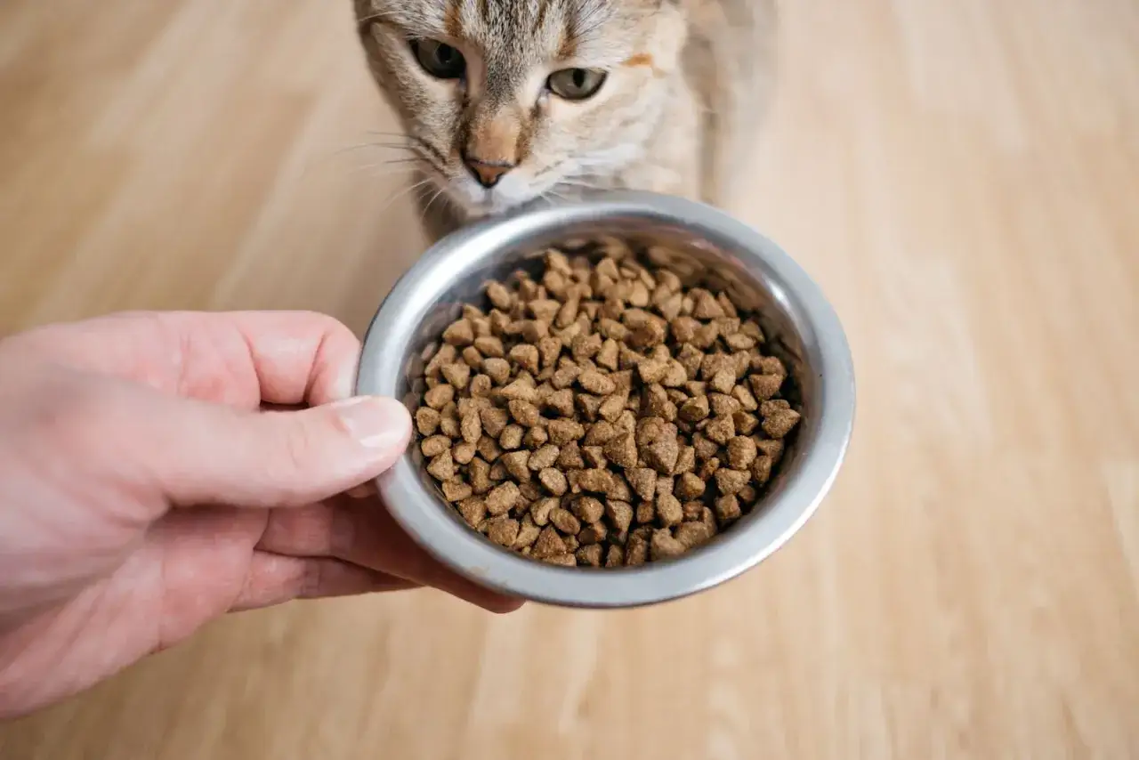 Un chat regarde une gamelle remplie de croquettes, un aliment sans iode pour chat, présentée par une main.