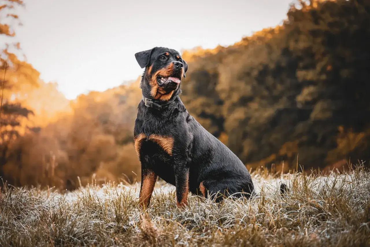 Un rottweiler royal, majestueux dans l'herbe givrée, contemple le paysage automnal.
