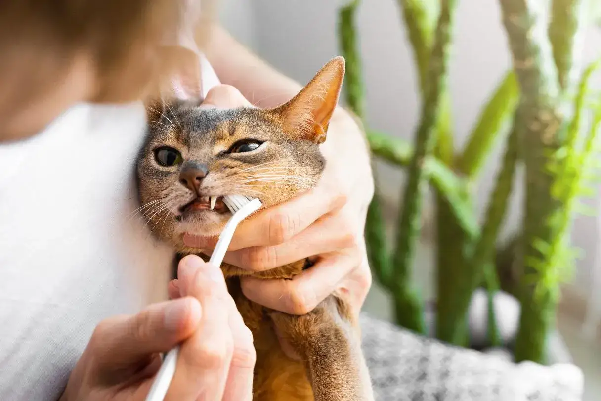 Une personne se penche pour brosser les dents de son chat avec une petite brosse. Le chat a l'air un peu surpris, mais tolère le soin.