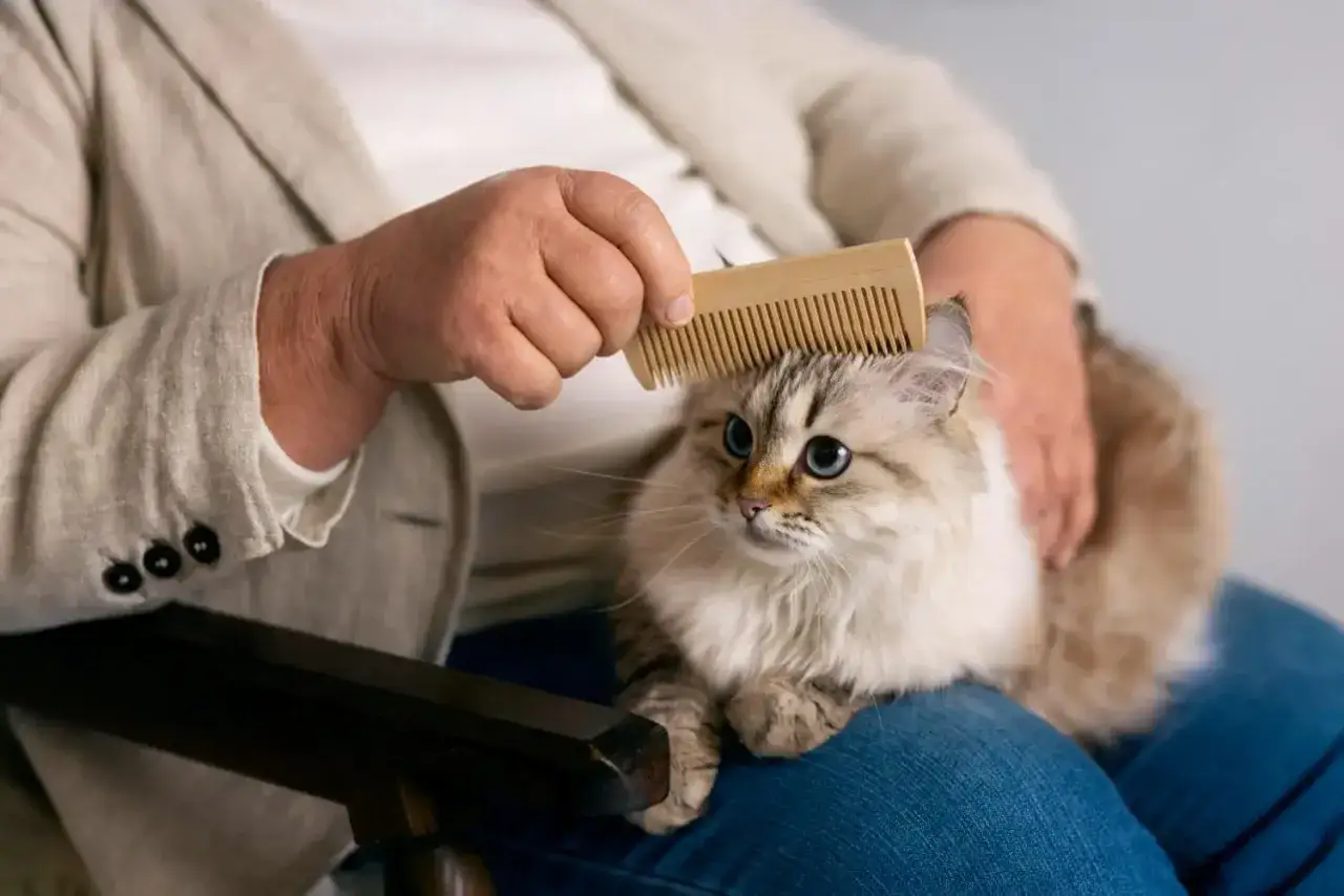 Une personne peigne un chat aux yeux bleus, peut-être pour soigner une maladie de chat poil collé.
