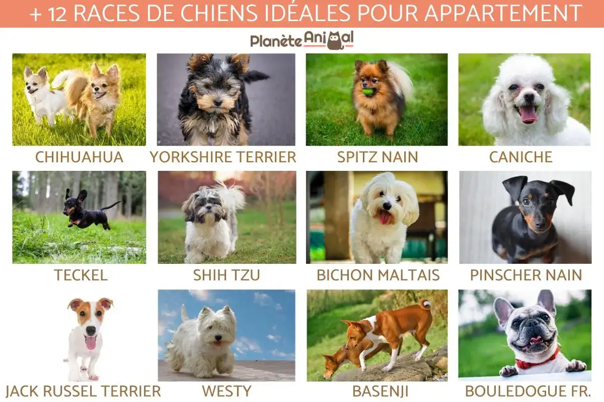 Collection de chiens parfaits pour appartement : Chihuahua, Yorkshire, Spitz nain, Caniche, Teckel, Shih Tzu, Bichon Maltais, Pinscher nain, Jack Russel, Westy, Basenji, Bouledogue. Le meilleur chien de compagnie pour vous !