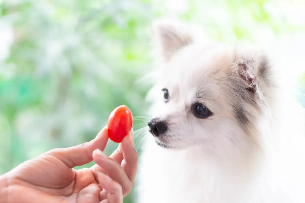 Un petit chien blanc regarde une tomate cerise tenue par une main. Une friandise saine pour chien ?