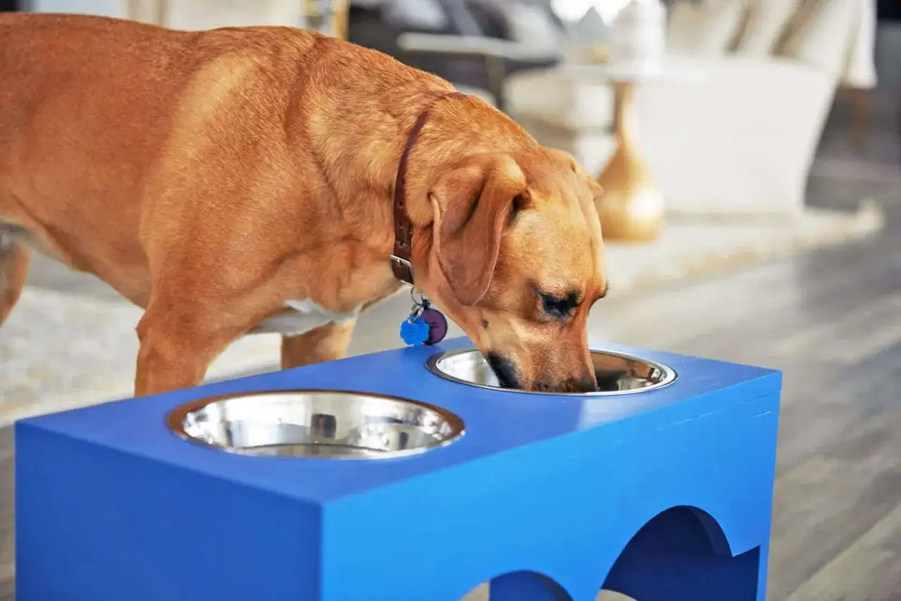 Un chien brun mange dans une gamelle surélevée bleue. C'est l'heure de l'alimentation pour chiot de 2 mois.