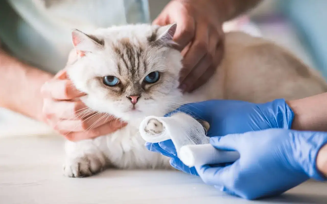 Un chat aux yeux bleus se fait bander la patte par un vétérinaire, suite à une entorse.