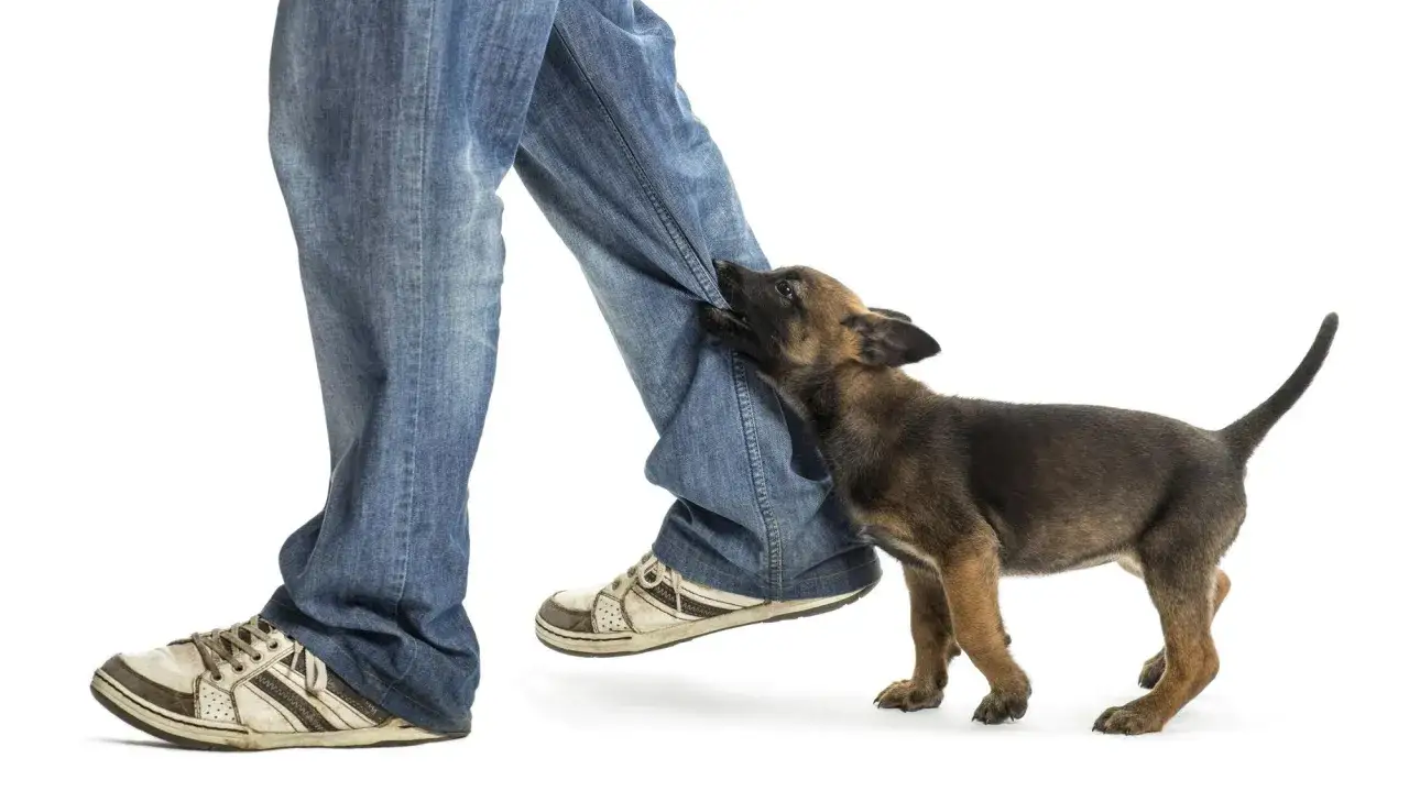 Mon chiot me mordille les jambes quand je marche, il est si joueur !