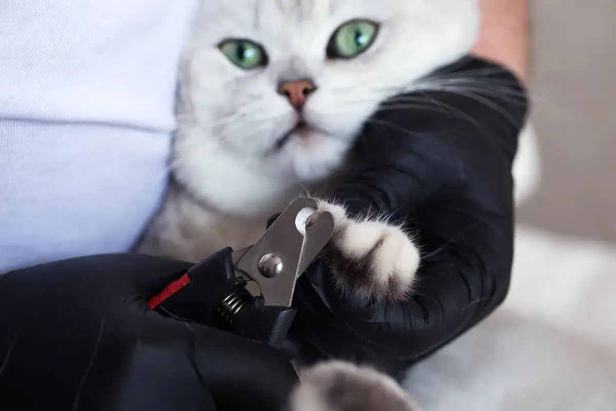 Un chat aux yeux verts est tenu par une personne portant des gants noirs. Un coupe-ongles est utilisé pour couper les griffes de mon chat, qui semble un peu surpris.
