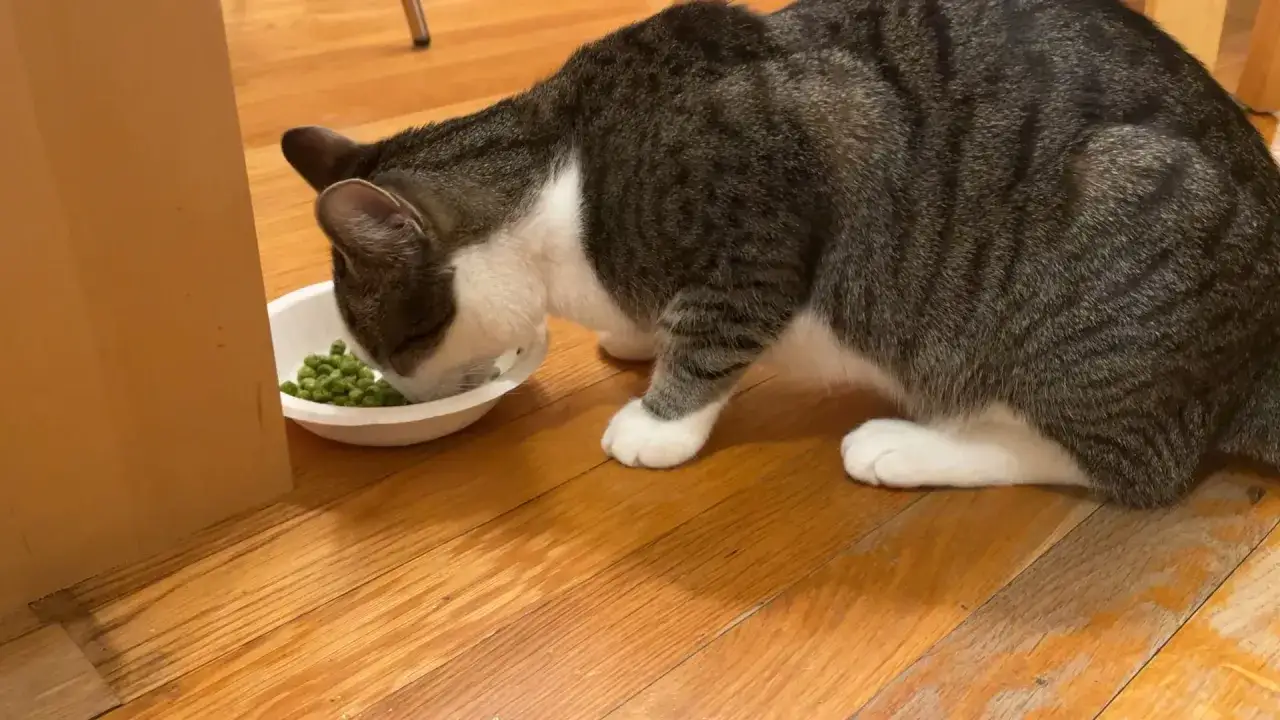 Un chat tigr&eacute; mange des petits pois dans une gamelle blanche sur un parquet en bois.