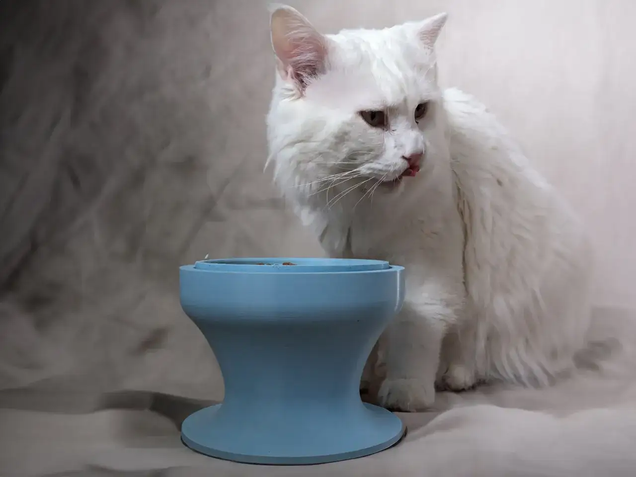 Un majestueux Maine Coon blanc, prêt à savourer sa nourriture, lèche ses babines près de sa gamelle bleue.