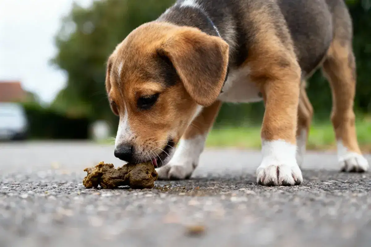 Un chiot curieux explore le monde, d&eacute;couvrant pourquoi les chiens mangent du caca. Il renifle une crotte sur le trottoir.