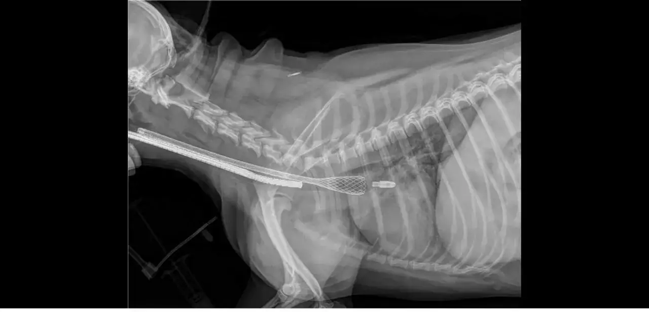 Radiographie d'un chien montrant un stent trachéal pour traiter un collapsus trachéal. Ce traitement peut améliorer l'espérance de vie.