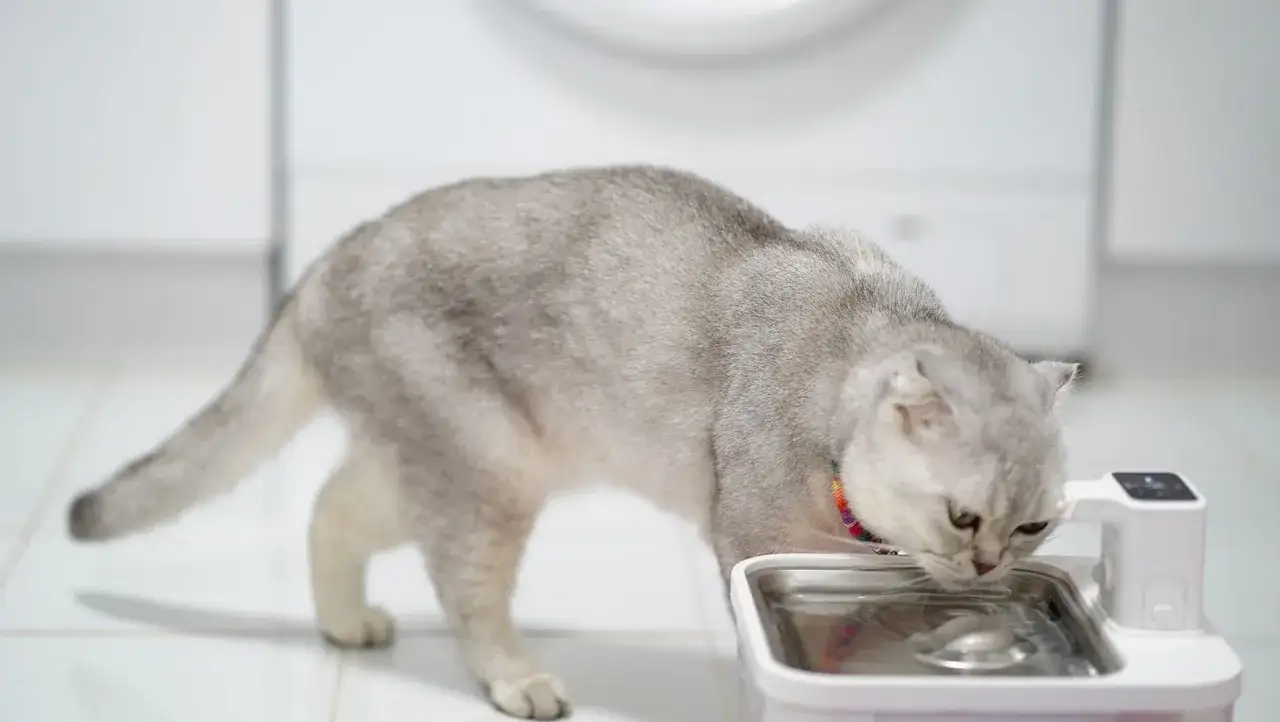 Un chat gris boit dans un distributeur d'eau. Le temps de digestion du chat est important pour sa santé.