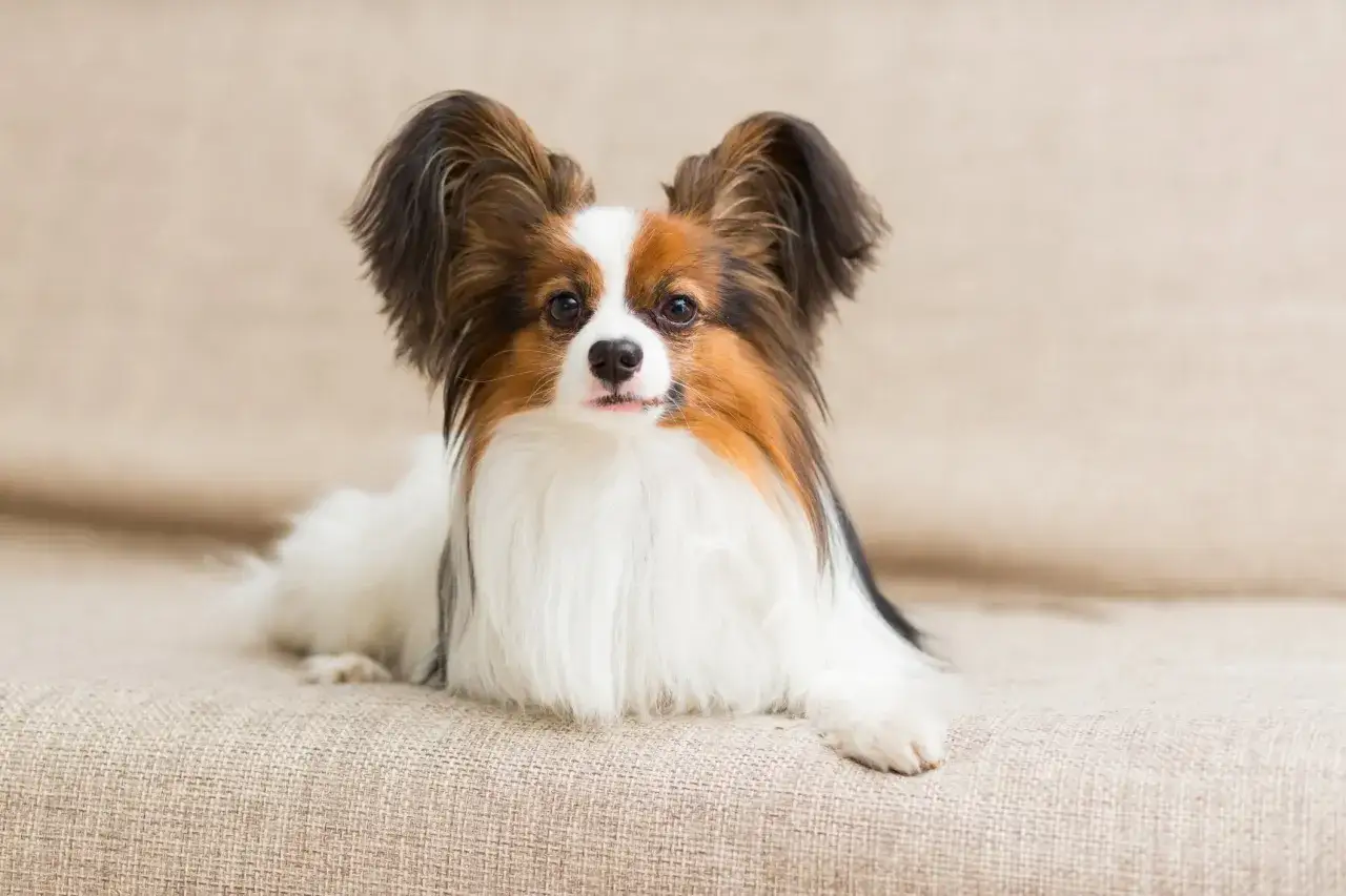 Un adorable Papillon, un chien de petite taille, se repose sur un canapé. Il fait partie de la liste race de chien petit.