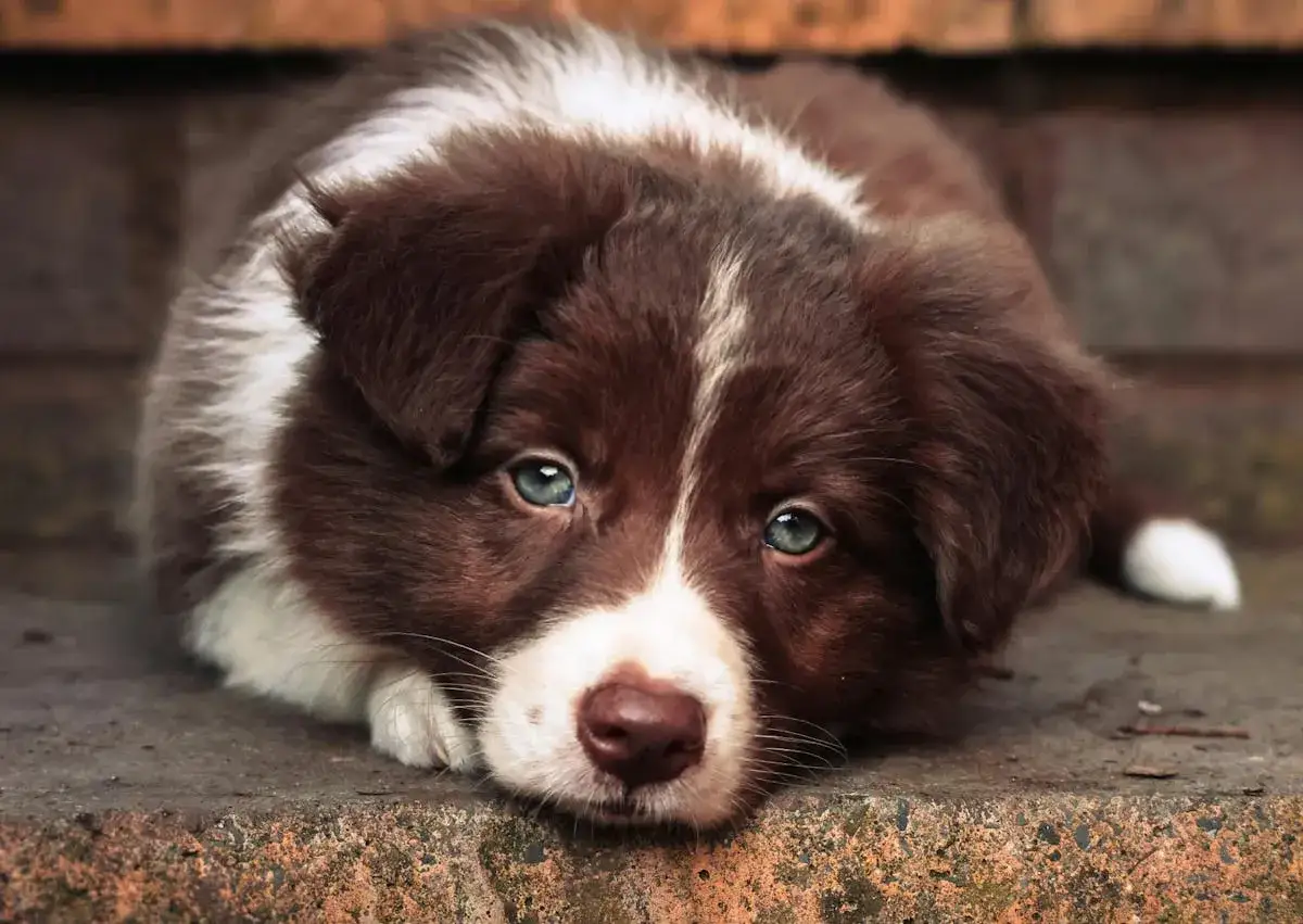 Adorable chiot border collie aux yeux bleus perçants, couché sur des marches en pierre.