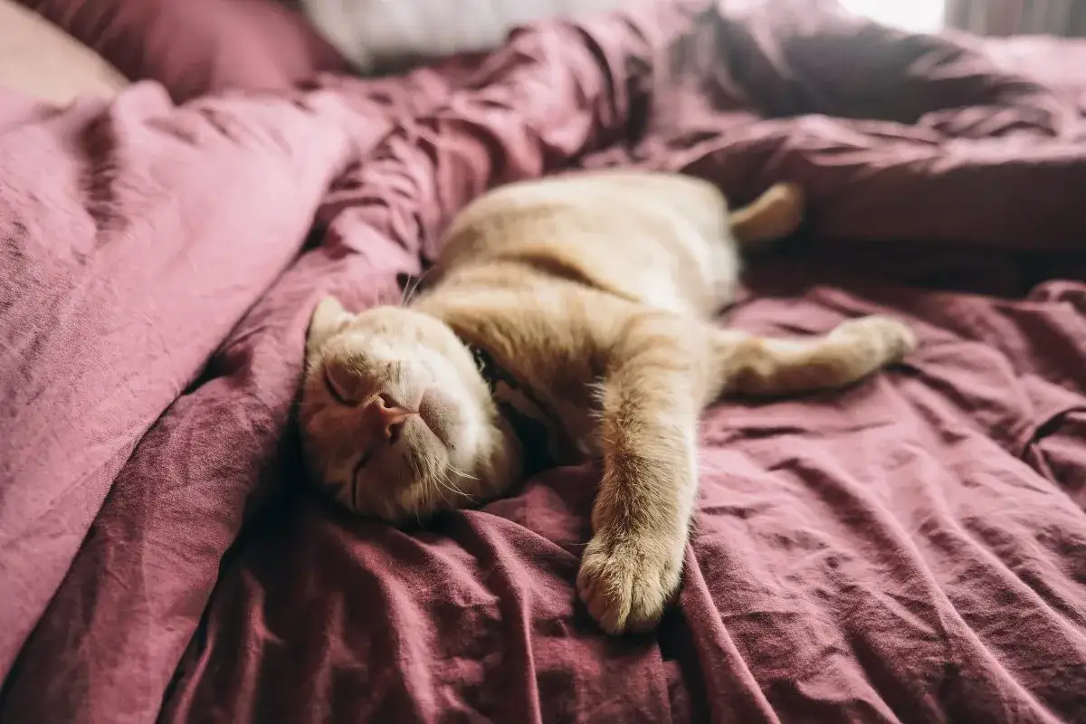 Un chat roux dort paisiblement sur un lit aux draps bordeaux. Le bonheur de dormir avec son chat.