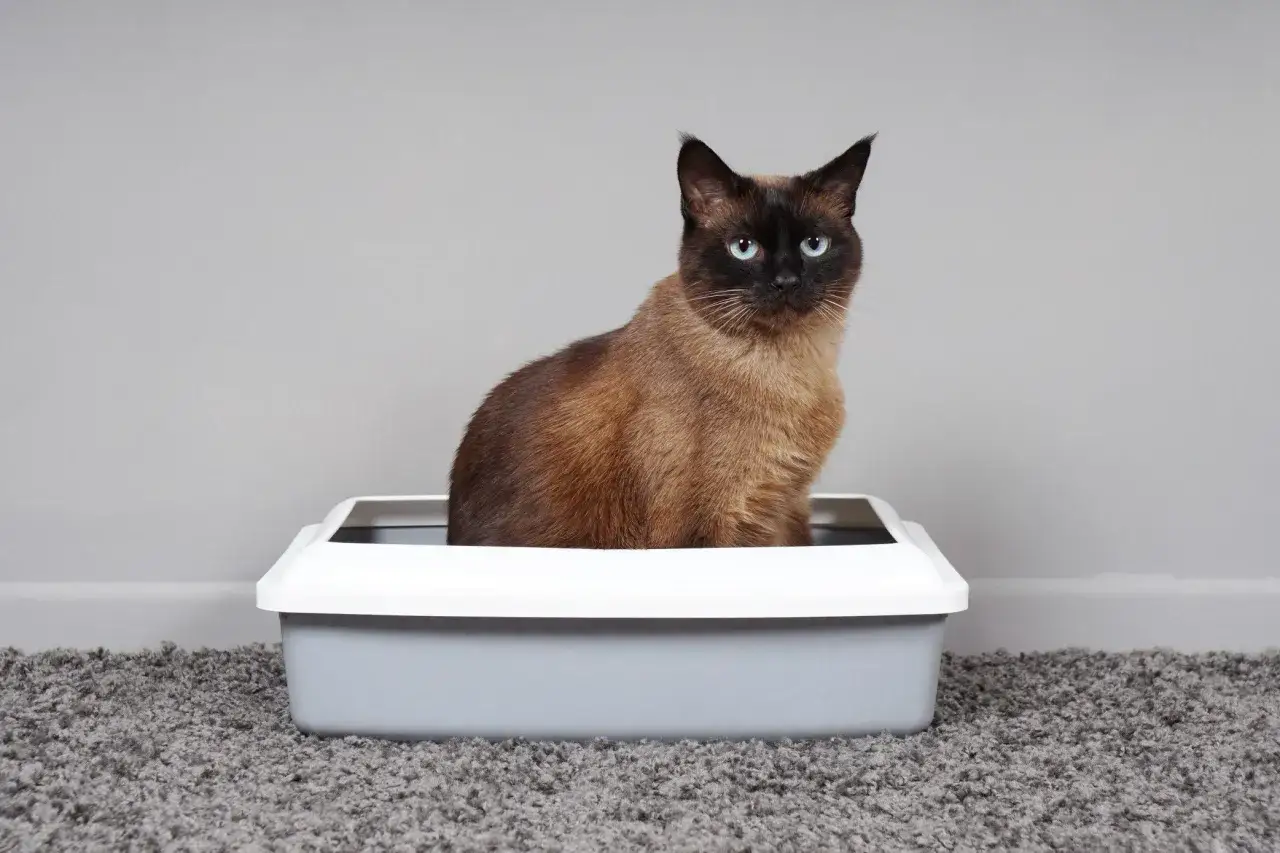 Un chat siamois aux yeux bleus est assis dans sa liti&egrave;re, mais il semble qu'il ait fait pipi &agrave; c&ocirc;t&eacute; de sa liti&egrave;re.