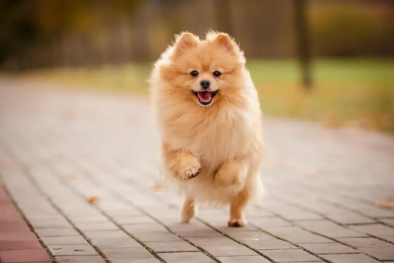 Un adorable Spitz nain, une race de chien petit moyen, court joyeusement sur un chemin pav&eacute; en automne.