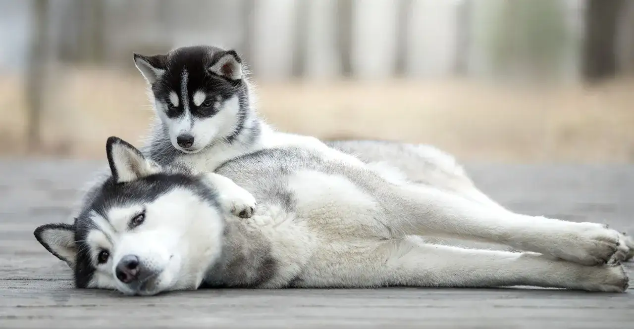 Un adorable chiot husky de Sibérie se repose sur le dos de sa mère.