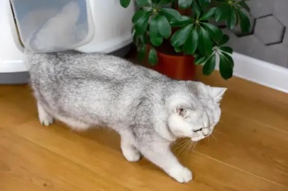 Litière de chat - Stop aux mauvaises odeurs !