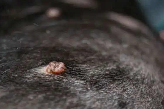 Verrues chez le chien - les reconnaître sur photo sans se tromper