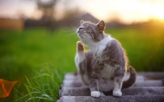 Puces chez le chat - que faire sans se tromper ?