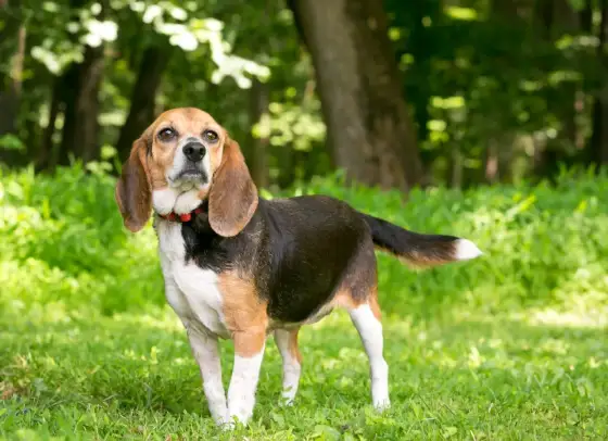 Beagle adulte : caractère, éducation et vie de famille réussie