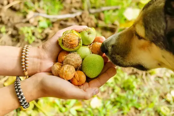 Noix chez le chien - que faire en cas d'ingestion ?