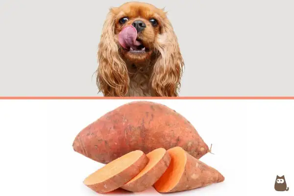 Un chien avec la langue sortie lèche une patate douce coupée en tranches.