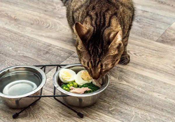 Un chat tigré savoure sa ration ménagère : brocolis, œuf dur et poisson. Une alimentation saine pour un félin heureux.