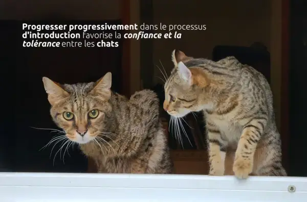 Deux chats femelles, l'une regardant fixement, l'autre curieuse, illustrent une cohabitation réussie.