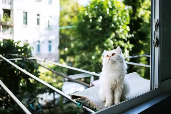 Chat blanc aux yeux ambrés, assis sur un balcon, l'air de contempler le monde, sans craindre le syndrome du chat parachutiste.