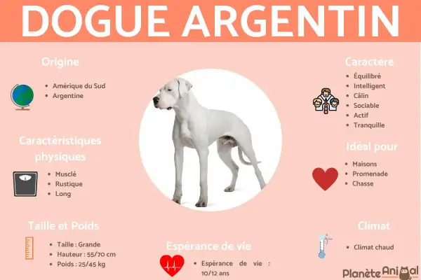 Un magnifique dogue argentin blanc, musclé et équilibré, originaire d'Argentine. Idéal pour la maison et la promenade.