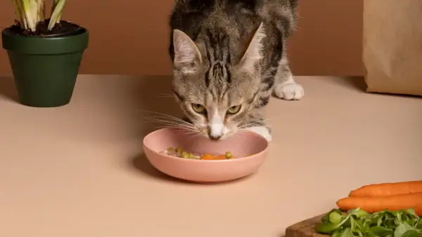 Un chat tigré renifle sa gamelle rose remplie de nourriture, où l'on distingue des petits pois et des carottes.