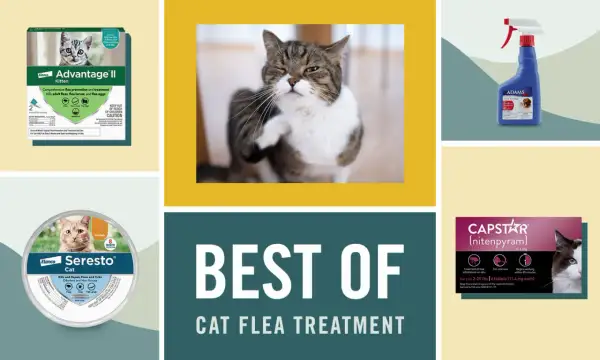 Produits anti-puces pour chats : découvrez en combien de temps agit une pipette anti-puce chat. Divers traitements présentés.