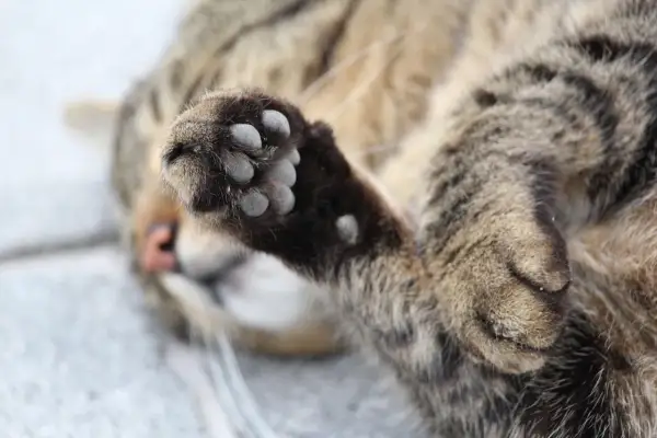 Mon chat tigré, couché sur le dos, s'amuse à tirer sur ses griffes avec ses dents. Sa patte est levée, prête à jouer.