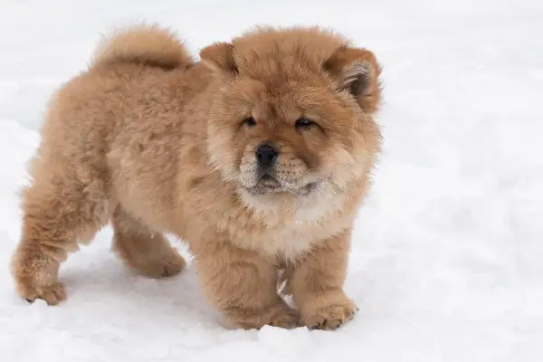 Un adorable chiot chow chow, tout doux, découvre la neige avec curiosité.