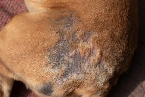 Gale du chien : zones de peau irritée et dépigmentée sur le flanc d'un chien brun.