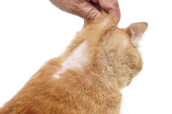 Main d'une personne examinant le pelage du chat qui sent mauvais, révélant des zones sans poils sur le cou.
