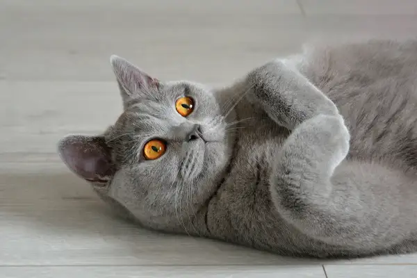 Un chat British Shorthair aux yeux orange vif, couché sur le dos. Il semble se remettre d'une maladie, mais son regard est plein de vie.