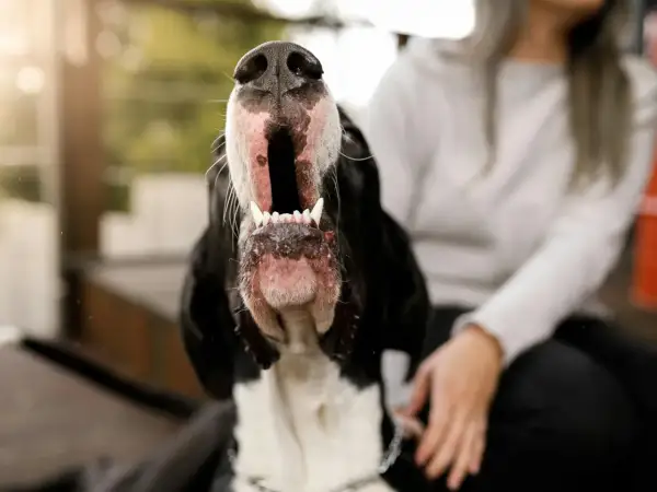 Gros plan sur un chien qui aboie, gueule ouverte, dents visibles. Une personne est assise à côté.